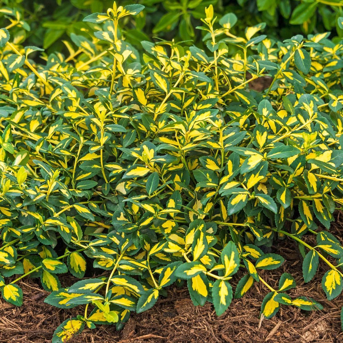 Yellow-and-green variegated shrubs in a garden bed with mulch and leafy greenery behind them