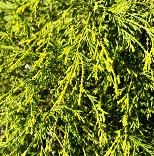 Close-up of bright green conifer foliage with dense, drooping branches