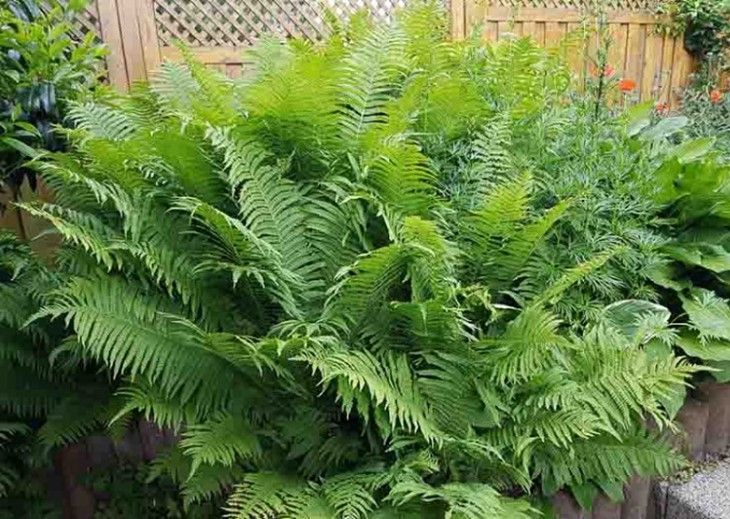 Lush green fern bed filling a garden planter beside a wooden fence