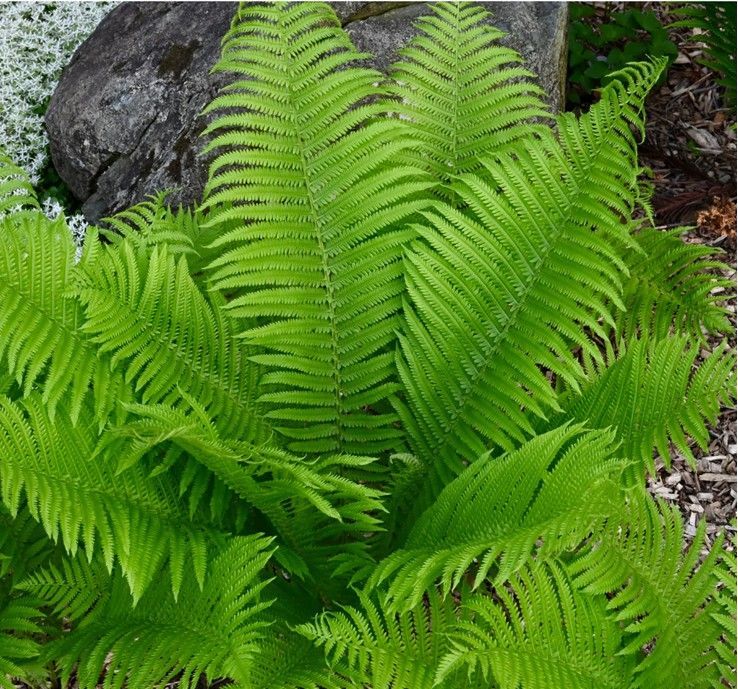 Bright green fern fronds growing beside dark rocks in a garden