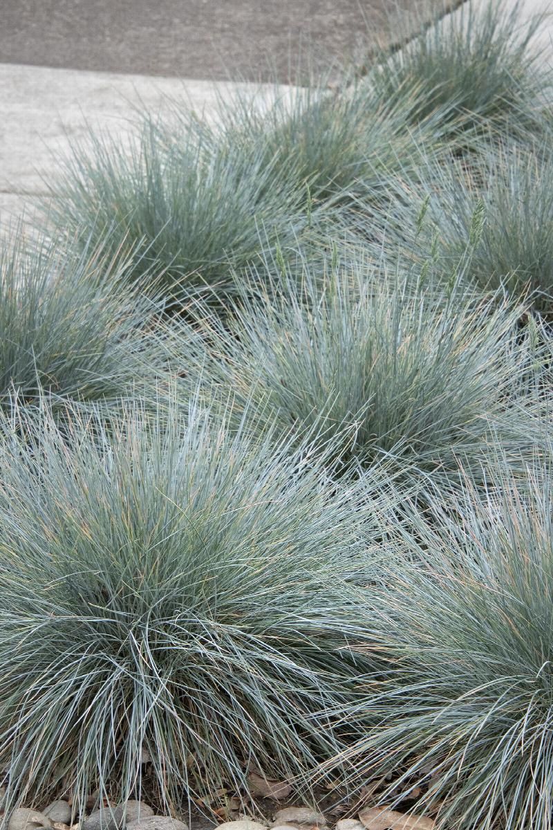 Cluster of blue-green ornamental grasses with thin, spiky leaves in a landscaped garden.