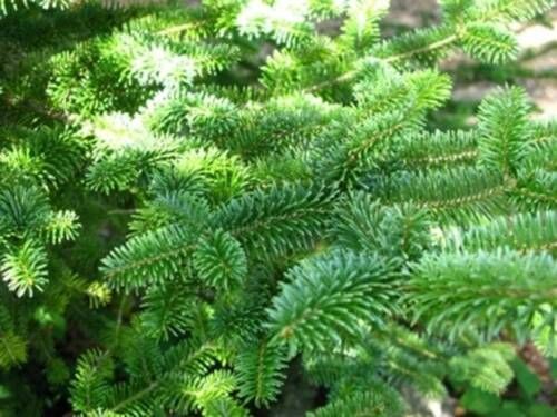 Green conifer branches with dense, feathery needles filling the frame