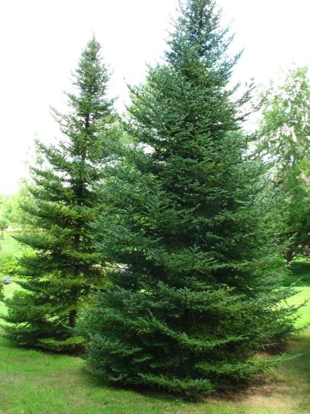 Two tall evergreen trees in a grassy outdoor setting