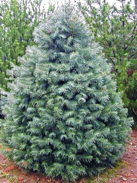Dense blue-green evergreen shrub in a garden, with layered, feathery foliage.