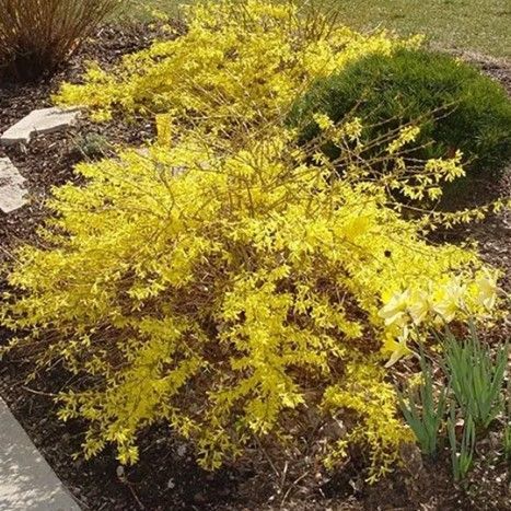 Bright yellow shrub with fine foliage in a garden bed beside green plants and stones