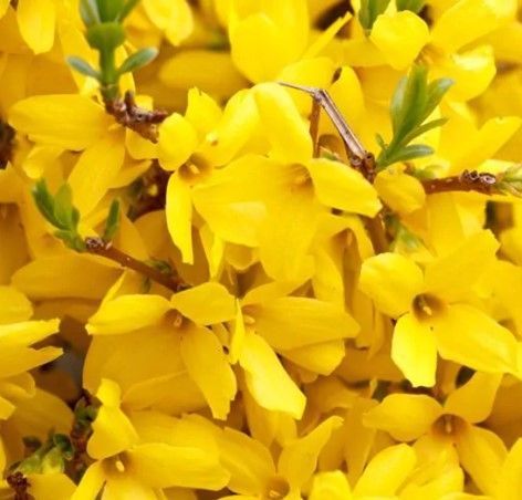 Close-up of bright yellow blossoms with green stems and leaves