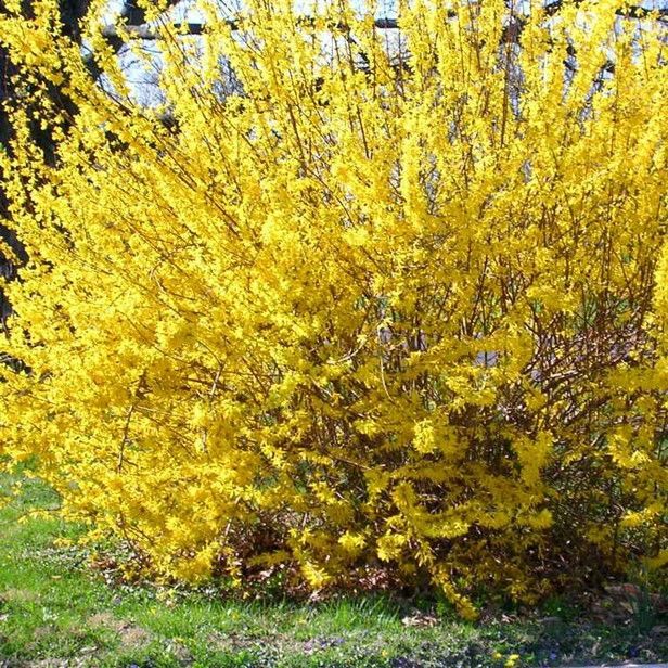 Bright yellow flowering shrub with dense blossoms in a grassy garden area