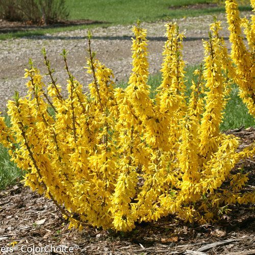 Bright yellow flowering shrub in a garden bed with gravel and grass in the background