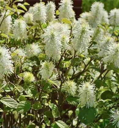 White bottlebrush flowers blooming on a green shrub
