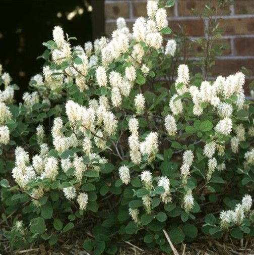 White-flowering shrub with dense green leaves growing beside a brick wall.
