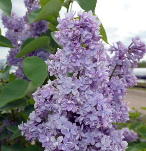 Cluster of light purple lilac blossoms with green leaves outdoors