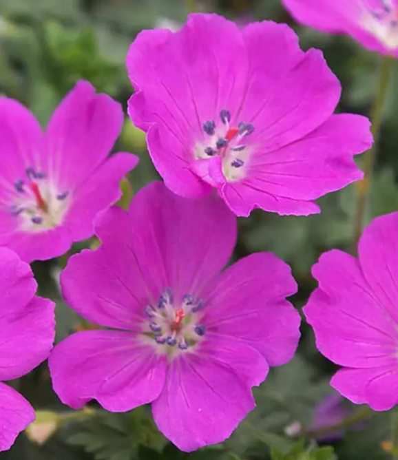 Bright pink flowers in bloom against a soft green background