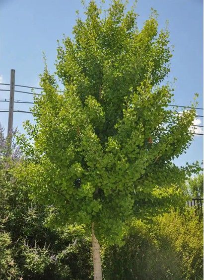 Tall green tree in a sunny outdoor area with a clear blue sky and power lines behind it