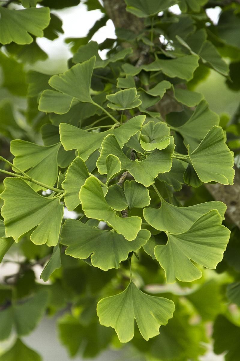Green ginkgo leaves clustered on a tree branch against a soft background