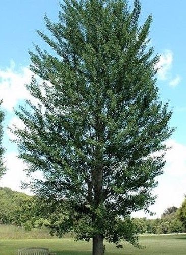 Tall leafy green tree in a grassy field under a blue sky with clouds