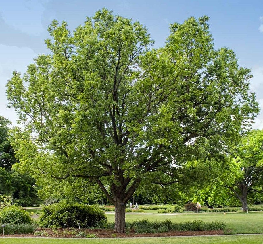 Large green tree in a grassy park under a clear blue sky
