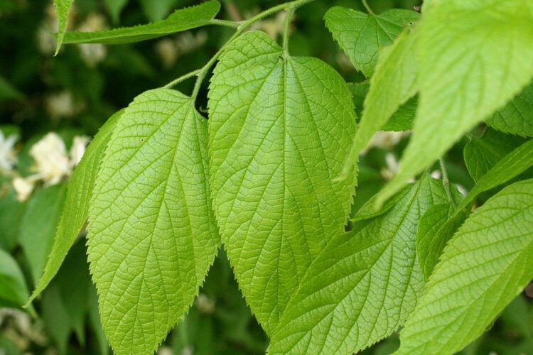 Close-up of bright green leaves with visible veins and a blurred leafy background
