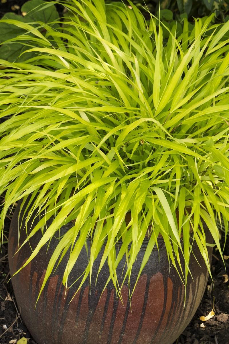 Bright green ornamental grass in a dark ribbed planter