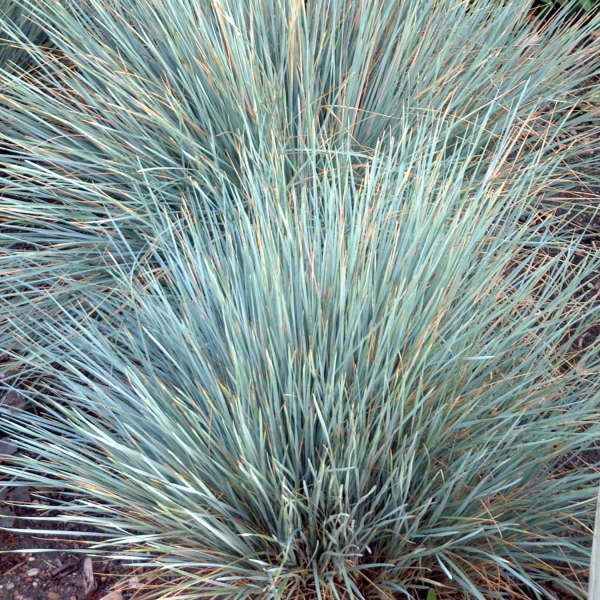 Close-up of dense blue-green ornamental grass with fine, spiky blades