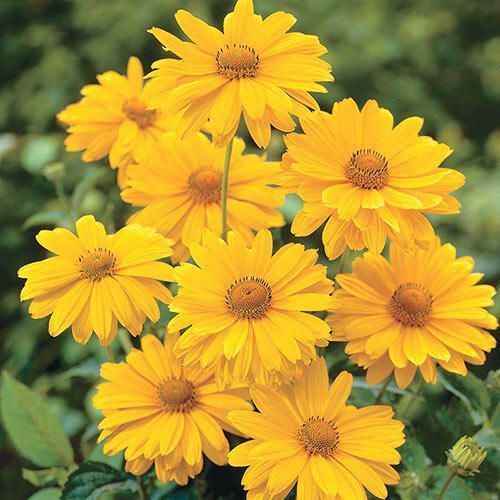 Cluster of bright yellow flowers blooming against green foliage