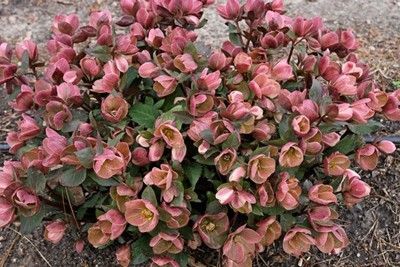 Bush with dense pink and green leaves in a garden bed