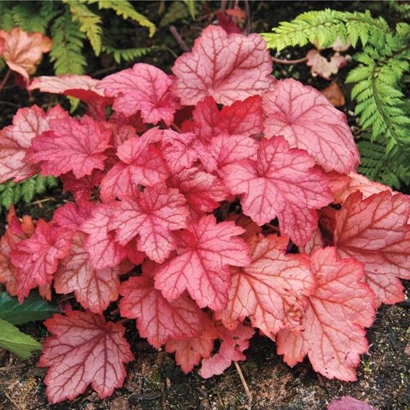 Pink and red heuchera leaves in a garden, with green foliage in the background