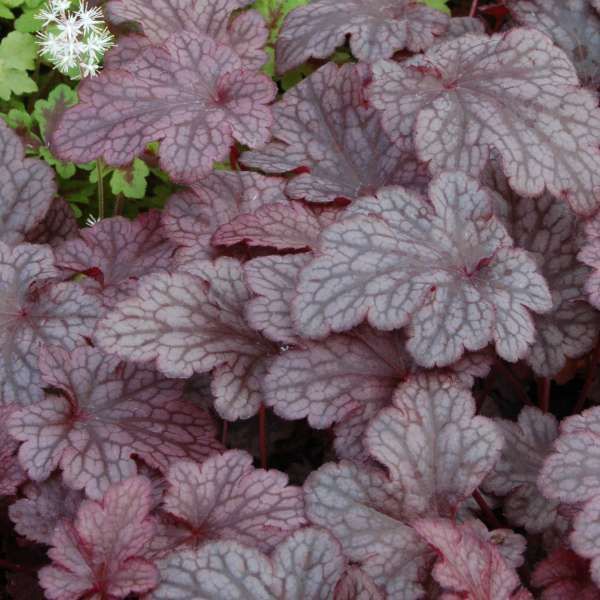 Close-up of purple and silver coral bells leaves with dark veining