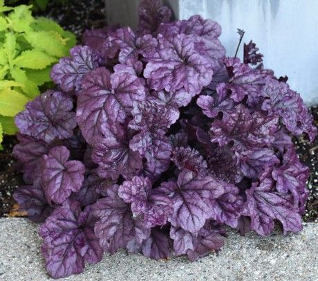Purple-leaved coral bells in a garden bed, with a bright green plant behind them.