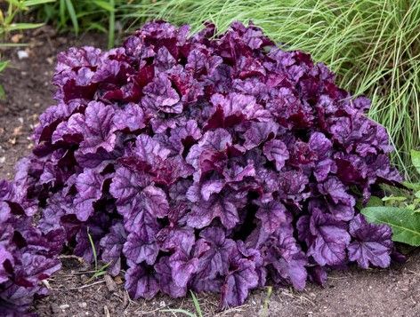 Purple-leaved coral bells plant in a garden bed, forming a dense mound.