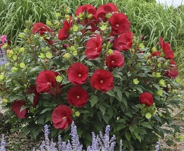Red hibiscus bush in bloom in a garden bed with green foliage and purple flowers nearby