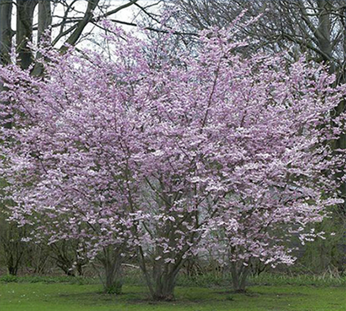 Pink flowering tree in a grassy park with bare trees in the background