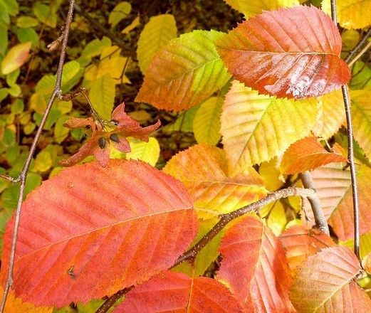 Autumn leaves in red, orange, and yellow fill the frame