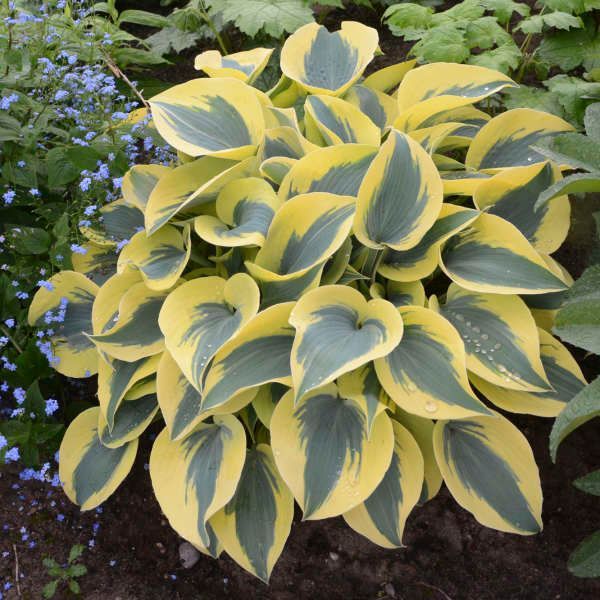 Variegated hosta with yellow and green leaves in a garden bed, surrounded by small purple flowers