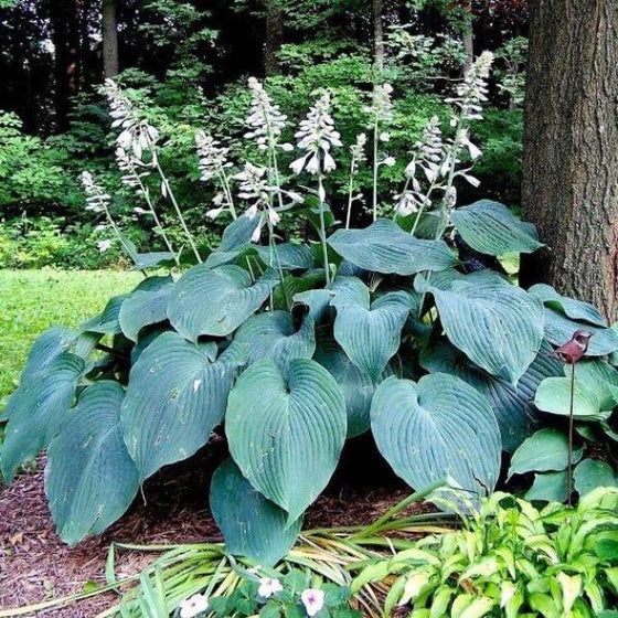 Large green hosta plant with white flower spikes in a shaded garden bed next to a tree