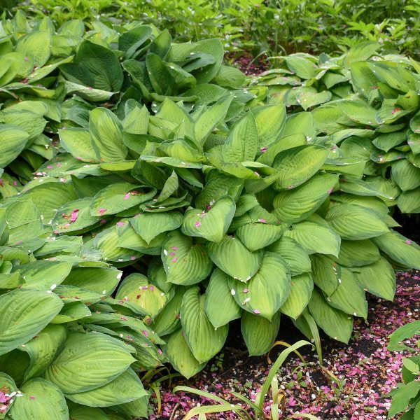 Dense green hosta plants with broad leaves and small pink flowers in a garden bed