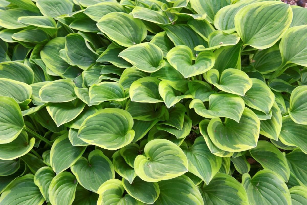 Dense green hosta leaves with yellow edges filling the frame