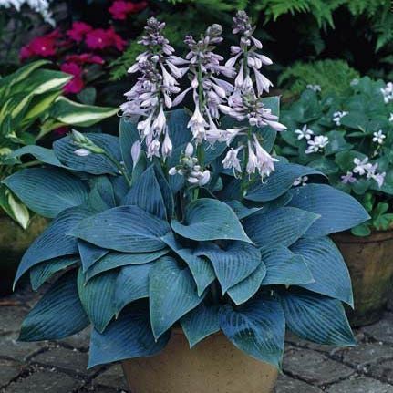 Blue hosta with pale lavender flowers in a garden bed