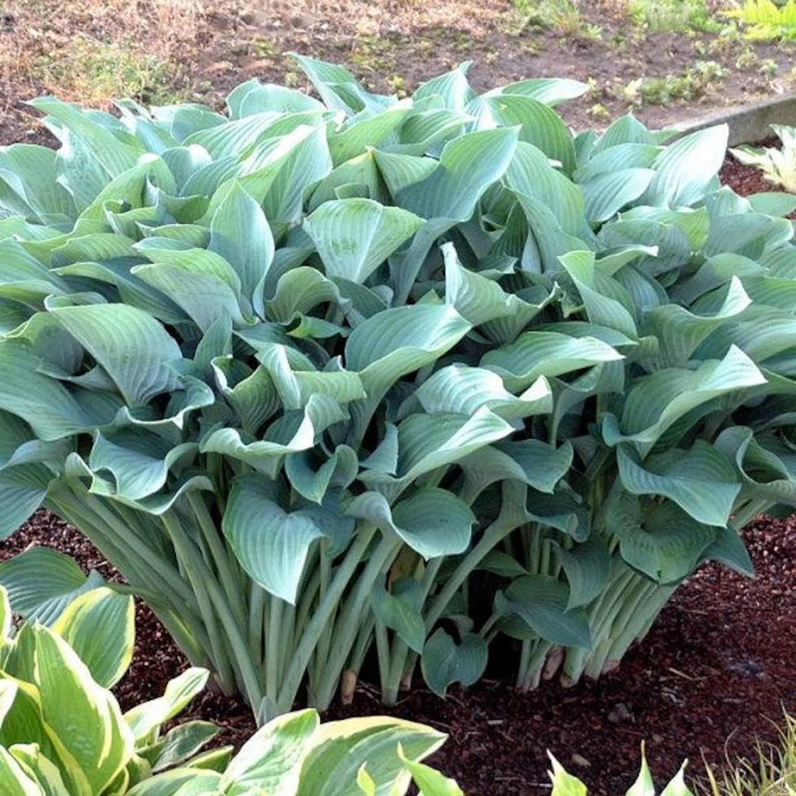 Dense green hosta plant in a garden bed with broad leaves and mulch around it