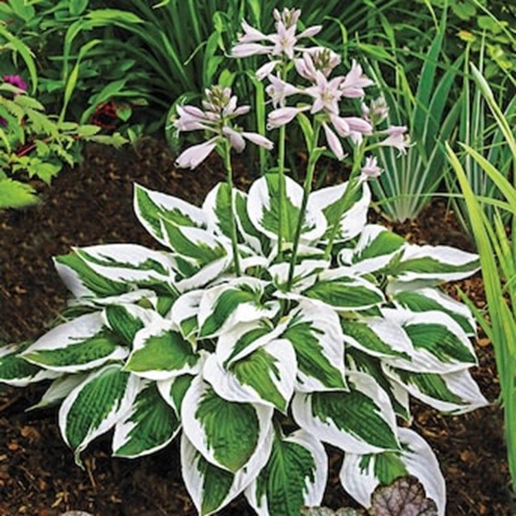 Variegated hosta with white flowers in a garden bed, surrounded by green foliage