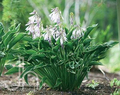 Green hosta plant with purple blossoms growing in a garden bed