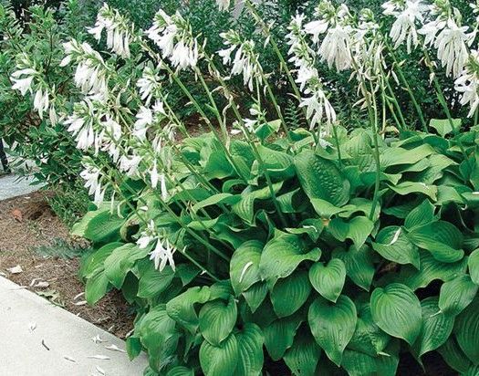 Green hosta plants with white flowers beside a garden path