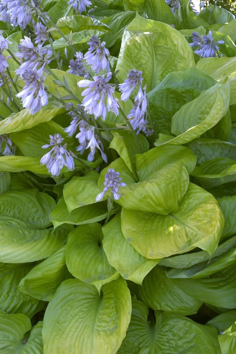 Purple flowers among large green leaves in a lush garden patch