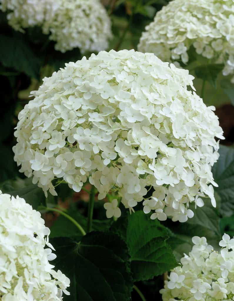 White hydrangea blooms in a garden, with one large flower cluster in the foreground.
