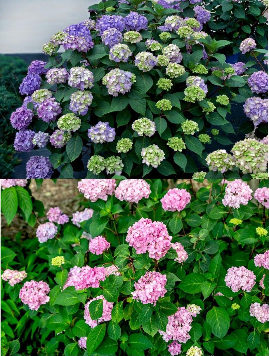 Purple and pink hydrangea blooms filling a lush green garden