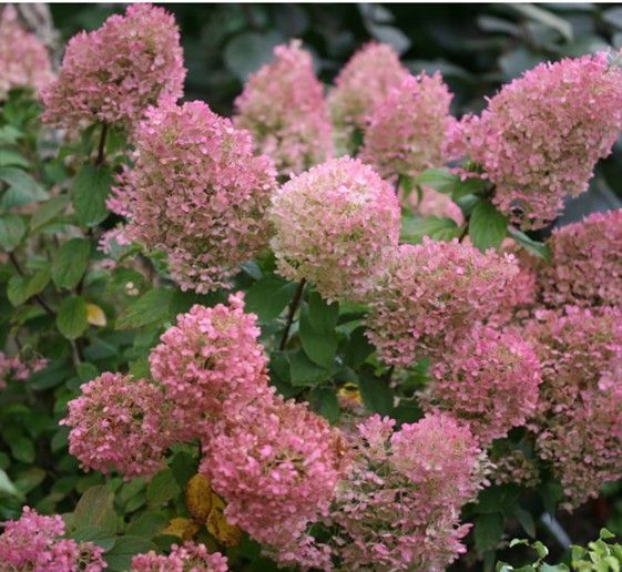 Pink flower clusters blooming among green leaves in a garden