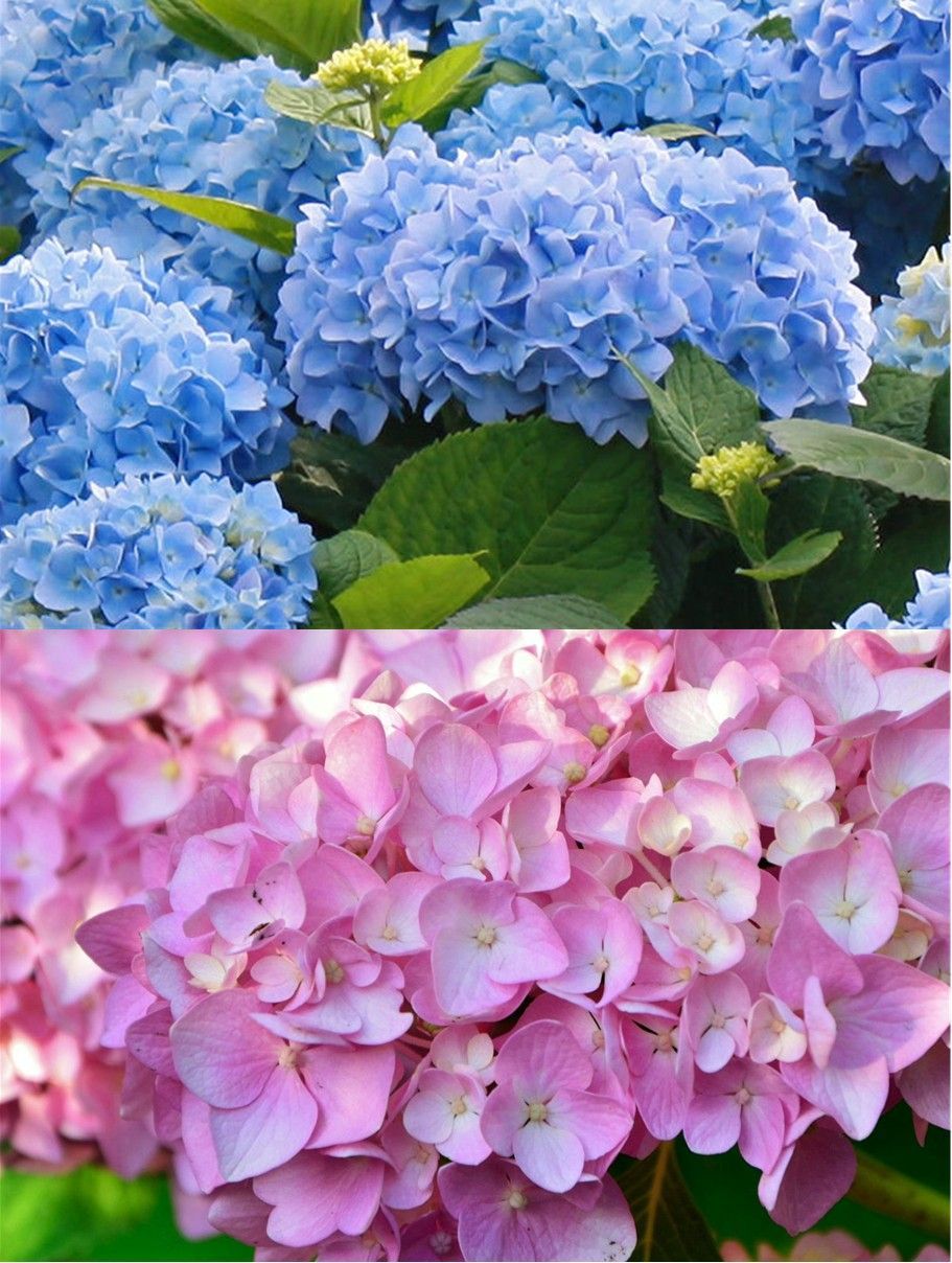 Blue and pink hydrangea blossoms filling the frame, shown in two stacked close-up views.