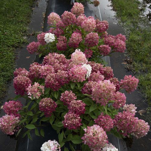 Pink hydrangea blooms clustered along a garden path