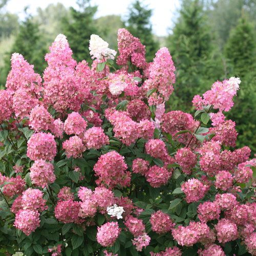 Pink flowering shrub with clusters of blooms in a garden setting