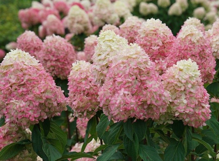 Pink and white hydrangea blooms in a lush garden close-up