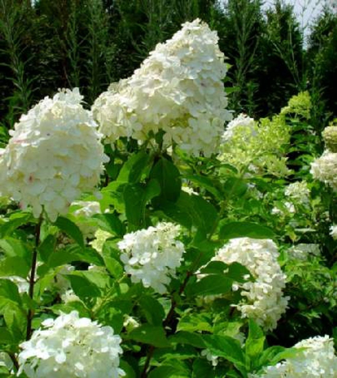 White hydrangea blooms in a green garden, with tall conical flower clusters against dark shrubs